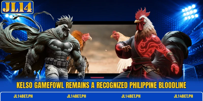 Kelso Gamefowl remains a recognized Philippine bloodline Kelso Gamefowl remains a recognized Philippine bloodline