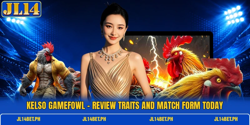 Kelso Gamefowl - Review Traits And Match Form Today