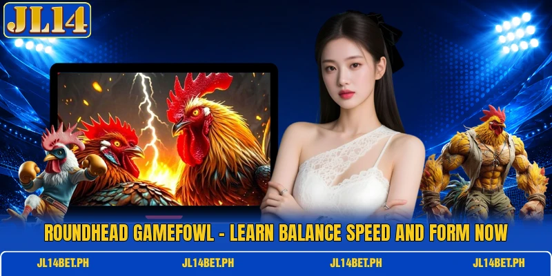 Roundhead Gamefowl - Learn Balance Speed And Form Now