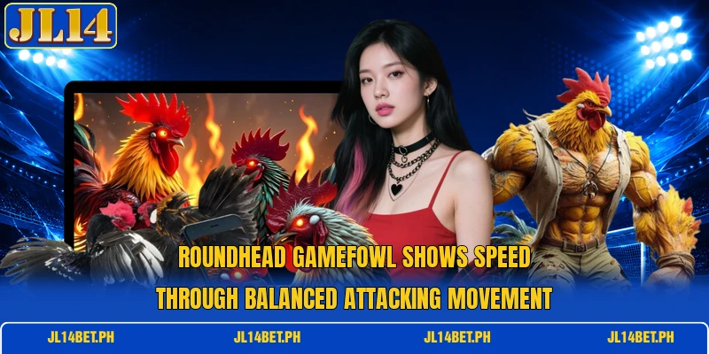 Roundhead Gamefowl shows speed through balanced attacking movement Roundhead Gamefowl shows speed through balanced attacking movement
