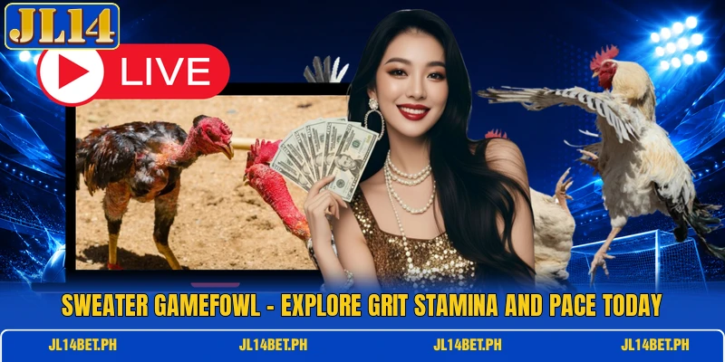 Sweater Gamefowl - Explore Grit Stamina And Pace Today